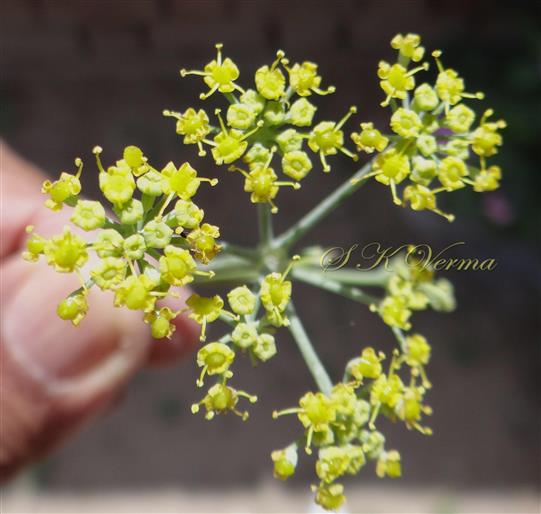  Inflorescence